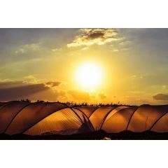 Cloche Hoops - 36"