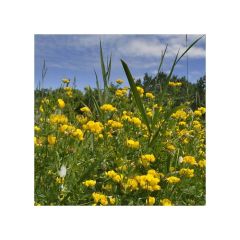 DLF Legacy Country Meadow - 1kg