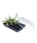 Standard Propagator