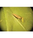 Aphid Control with Chrysopa (Up to 100m²)