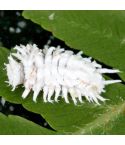 Cryptolaemus Mealybug Control (25 Bugs)