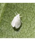 Encarsia Glasshouse Whitefly Control (Up to 100m²)
