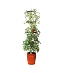 Self Watering Grow Pot Tower - Red