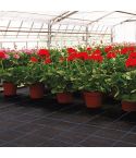 Premium Ground Cover - Black - 2m Wide - Per Mtr