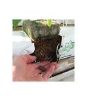 Jiffy Grow Bag - Premium Mix