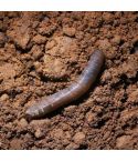Leatherjacket Control Nematodes (Up to 10m²)