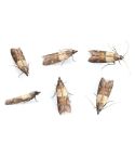 T-Gramma Clothes/Food Moth (10)