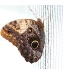 Anti-Butterfly Netting
