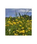 DLF Legacy Country Meadow - 1kg