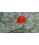 Phytoselulus Red Spider Mite Control (Up to 100m²)