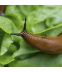 Slug Control Nematodes (100m²)