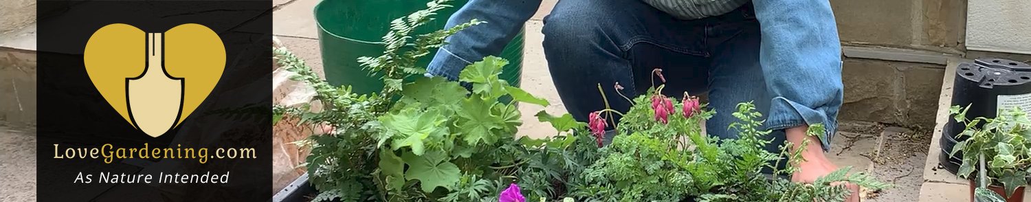 &quot;How To&quot; Plant A Sun Loving Planter With Katie Rushworth