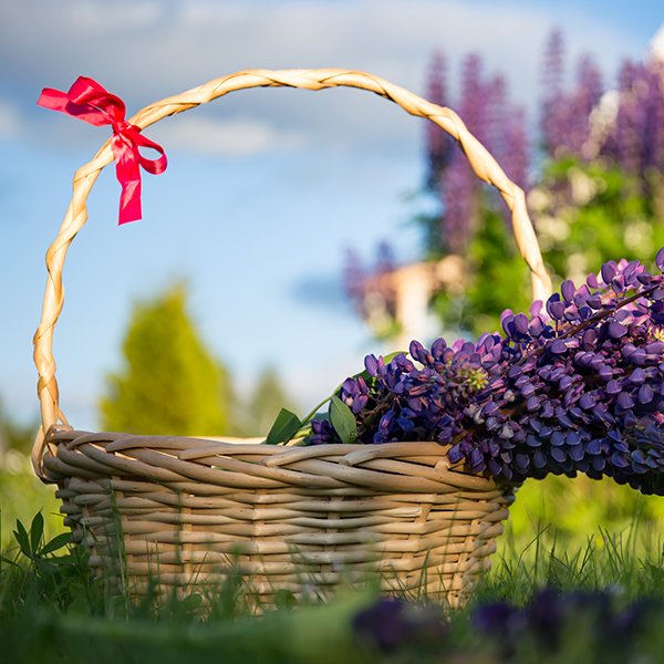 Planters & Baskets
