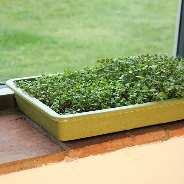 Seed Trays