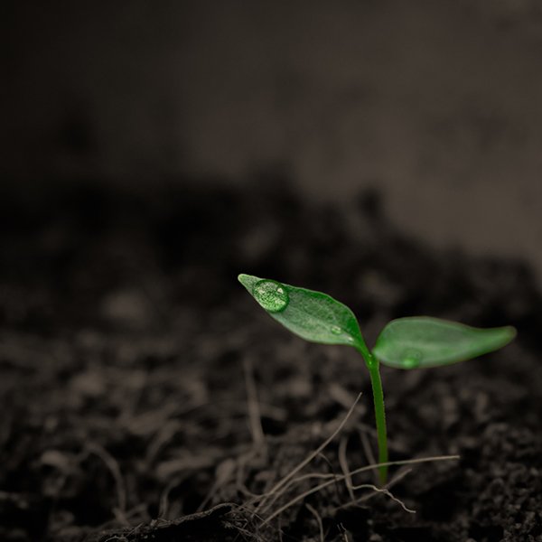 Plant Food & Fertilisers