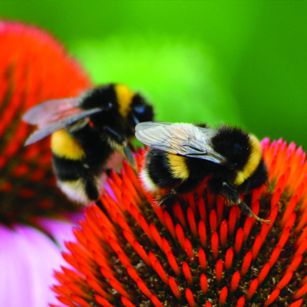 Conserve Bees & Bugs