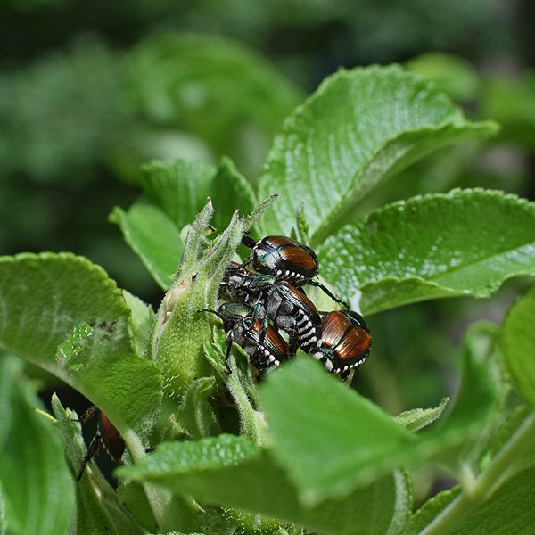 Pest Control