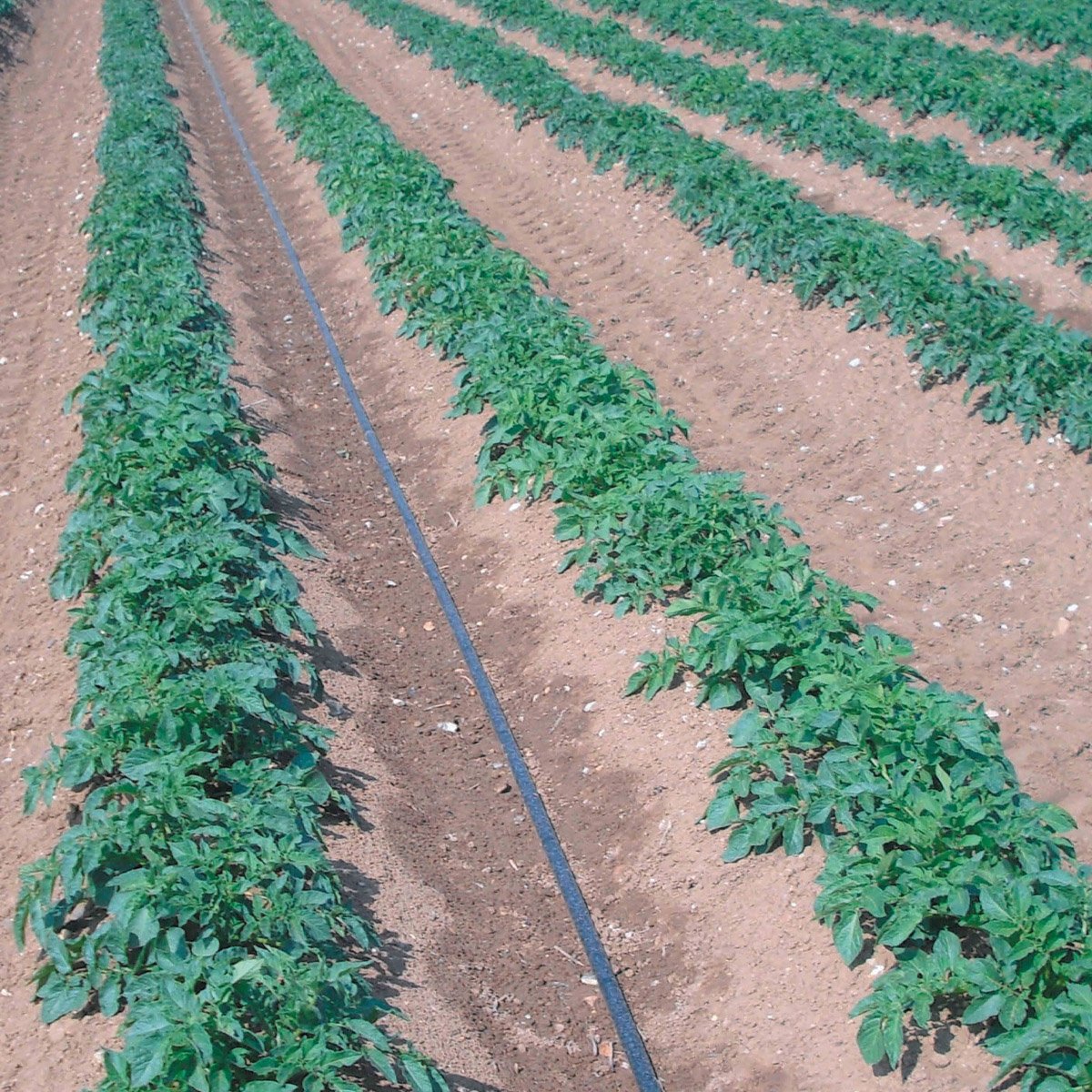 Irrigation