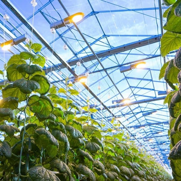 Polytunnels
