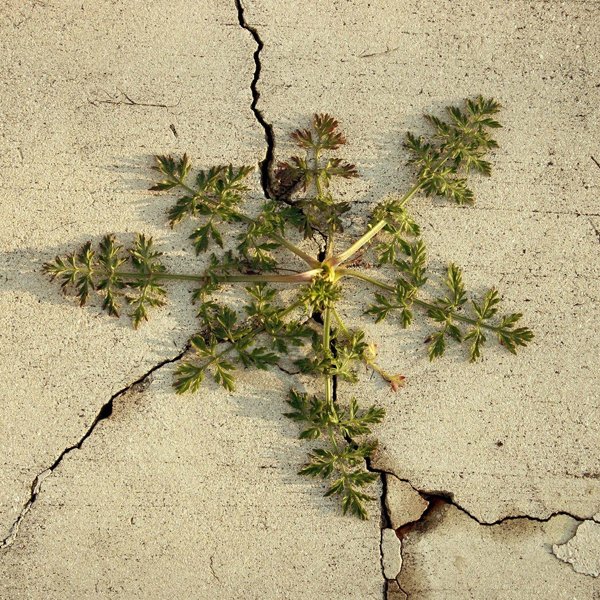 Moss & Weed Control